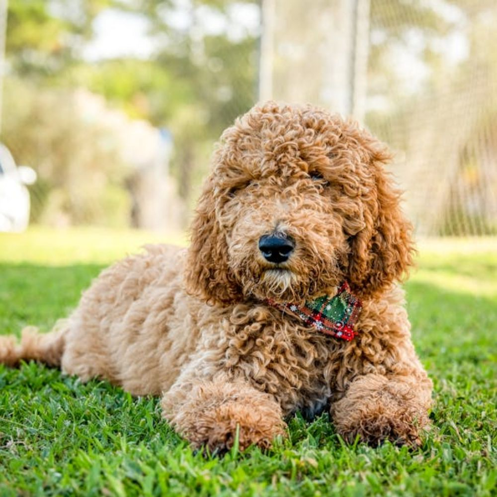 Середні породи